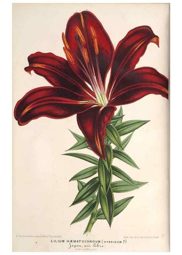 Reproducción/Reproduction 49689765608: L'Illustration horticole :. Gand, Belgium :Imprimerie et lithographie de F. et E. Gyselnyck,1854-1896.. 