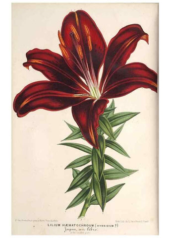 Reproducción/Reproduction 49689765608: L'Illustration horticole :. Gand, Belgium :Imprimerie et lithographie de F. et E. Gyselnyck,1854-1896.. 