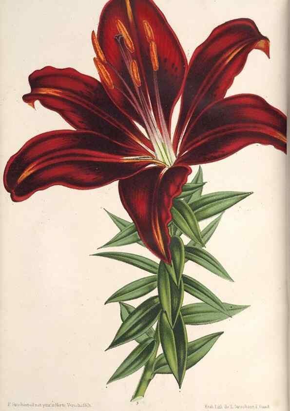 Reproducción/Reproduction 49689765608: L'Illustration horticole :. Gand, Belgium :Imprimerie et lithographie de F. et E. Gyselnyck,1854-1896.. 