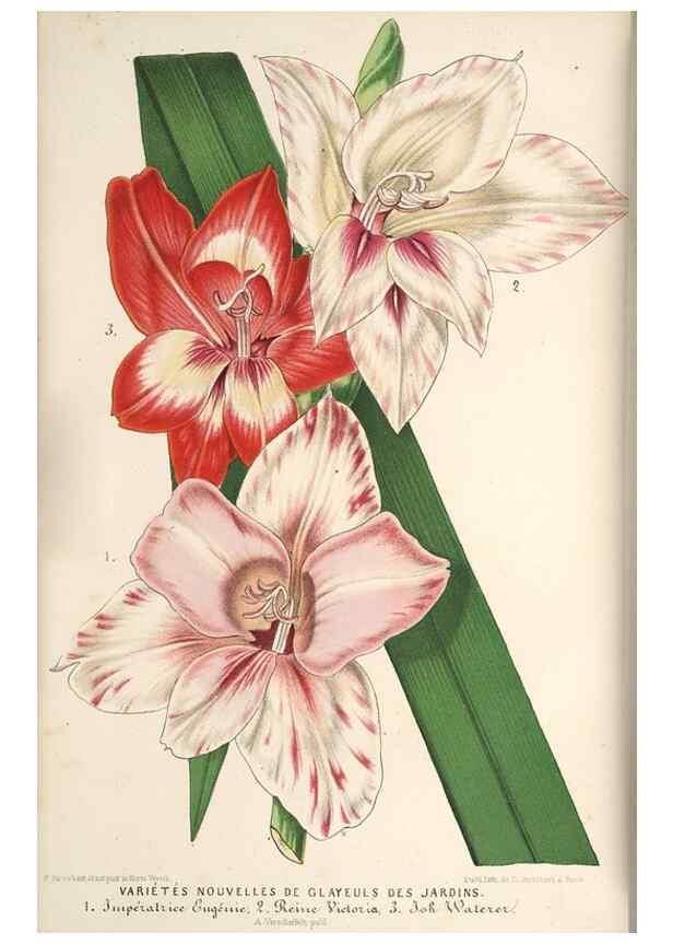 Reproducción/Reproduction 49690298926: L'Illustration horticole :. Gand, Belgium :Imprimerie et lithographie de F. et E. Gyselnyck,1854-1896.. 