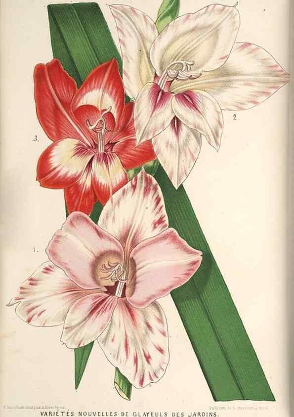 Reproducción/Reproduction 49690298926: L'Illustration horticole :. Gand, Belgium :Imprimerie et lithographie de F. et E. Gyselnyck,1854-1896.. 