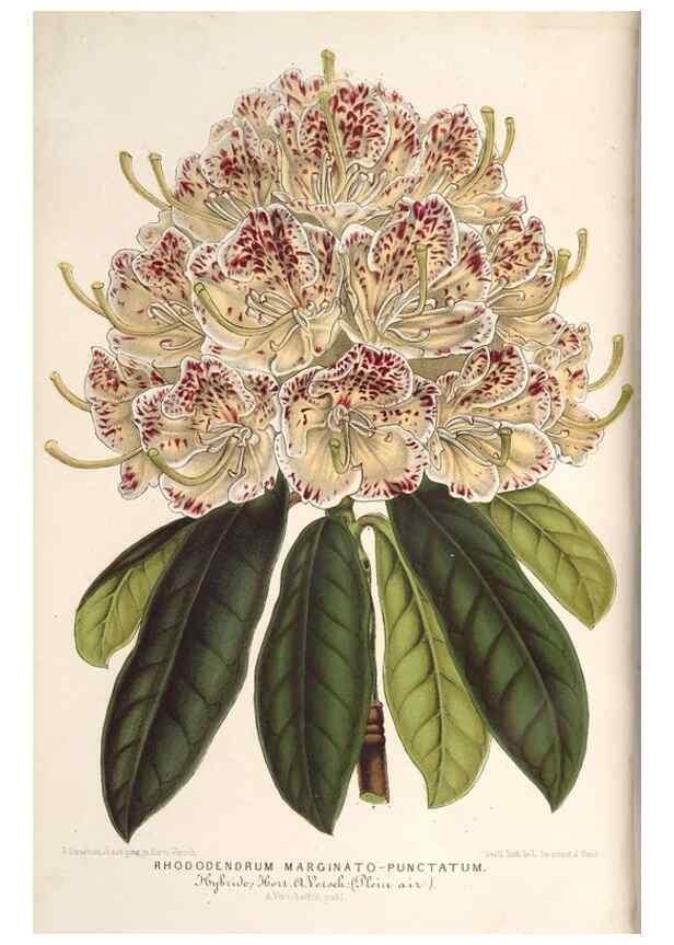 Reproducción/Reproduction 49690610292: L'Illustration horticole :. Gand, Belgium :Imprimerie et lithographie de F. et E. Gyselnyck,1854-1896.. 