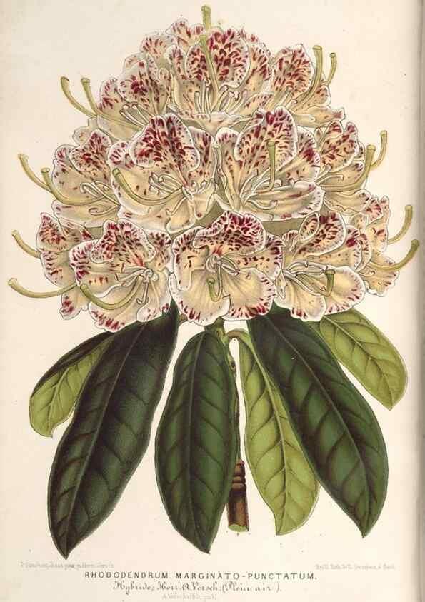 Reproducción/Reproduction 49690610292: L'Illustration horticole :. Gand, Belgium :Imprimerie et lithographie de F. et E. Gyselnyck,1854-1896.. 