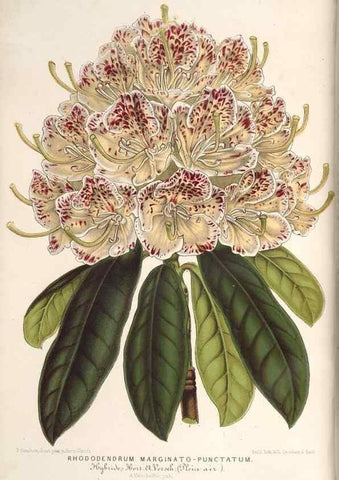 Reproducción/Reproduction 49690610292: L'Illustration horticole :. Gand, Belgium :Imprimerie et lithographie de F. et E. Gyselnyck,1854-1896.. 