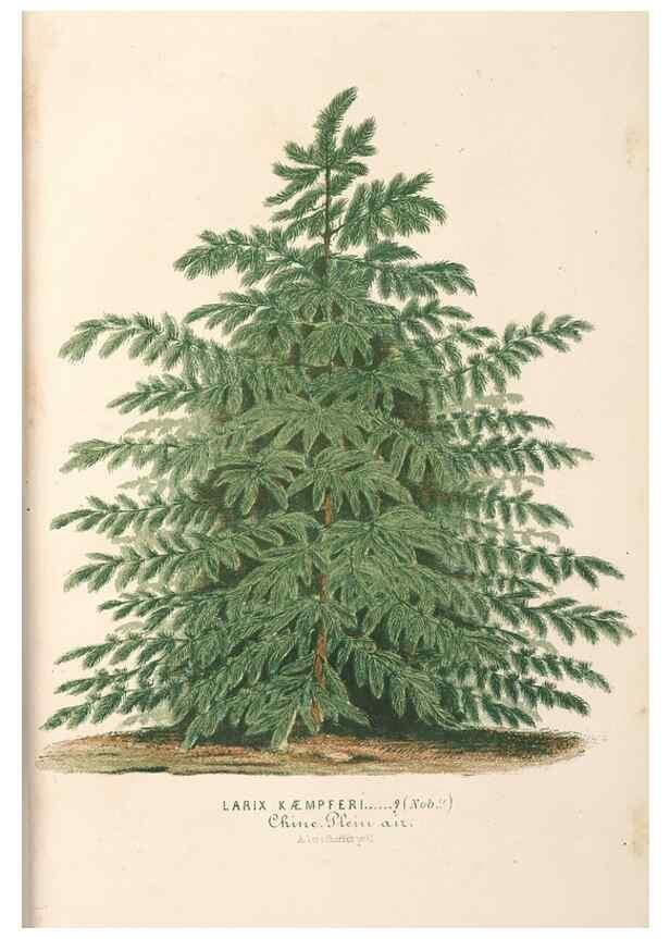 Reproducción/Reproduction 49689766163: L'Illustration horticole :. Gand, Belgium :Imprimerie et lithographie de F. et E. Gyselnyck,1854-1896.. 