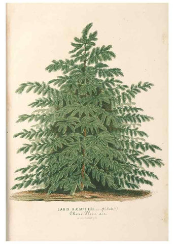 Reproducción/Reproduction 49689766163: L'Illustration horticole :. Gand, Belgium :Imprimerie et lithographie de F. et E. Gyselnyck,1854-1896.. 