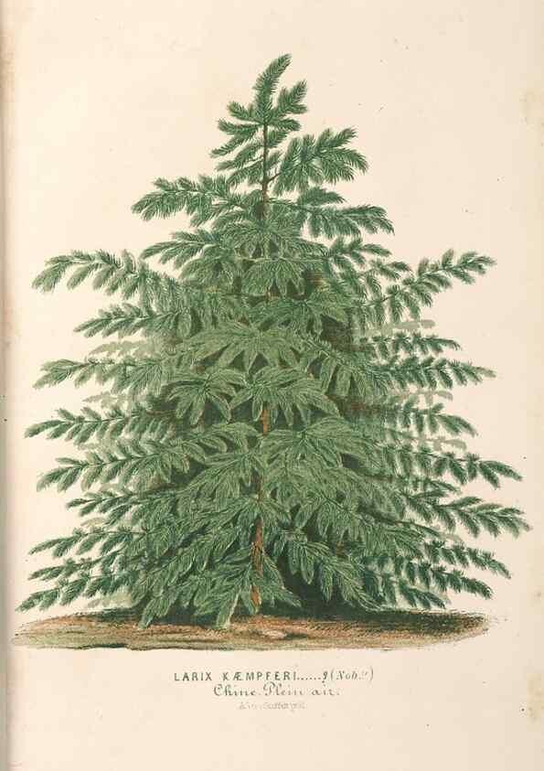 Reproducción/Reproduction 49689766163: L'Illustration horticole :. Gand, Belgium :Imprimerie et lithographie de F. et E. Gyselnyck,1854-1896.. 
