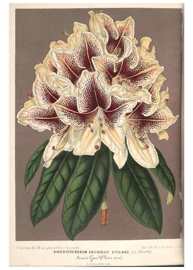 Reproducción/Reproduction 49689625978: L'Illustration horticole :. Gand, Belgium :Imprimerie et lithographie de F. et E. Gyselnyck,1854-1896.. 