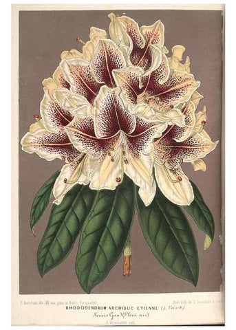 Reproducción/Reproduction 49689625978: L'Illustration horticole :. Gand, Belgium :Imprimerie et lithographie de F. et E. Gyselnyck,1854-1896.. 