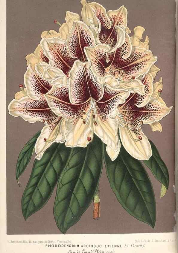 Reproducción/Reproduction 49689625978: L'Illustration horticole :. Gand, Belgium :Imprimerie et lithographie de F. et E. Gyselnyck,1854-1896.. 