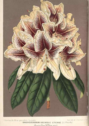 Reproducción/Reproduction 49689625978: L'Illustration horticole :. Gand, Belgium :Imprimerie et lithographie de F. et E. Gyselnyck,1854-1896.. 