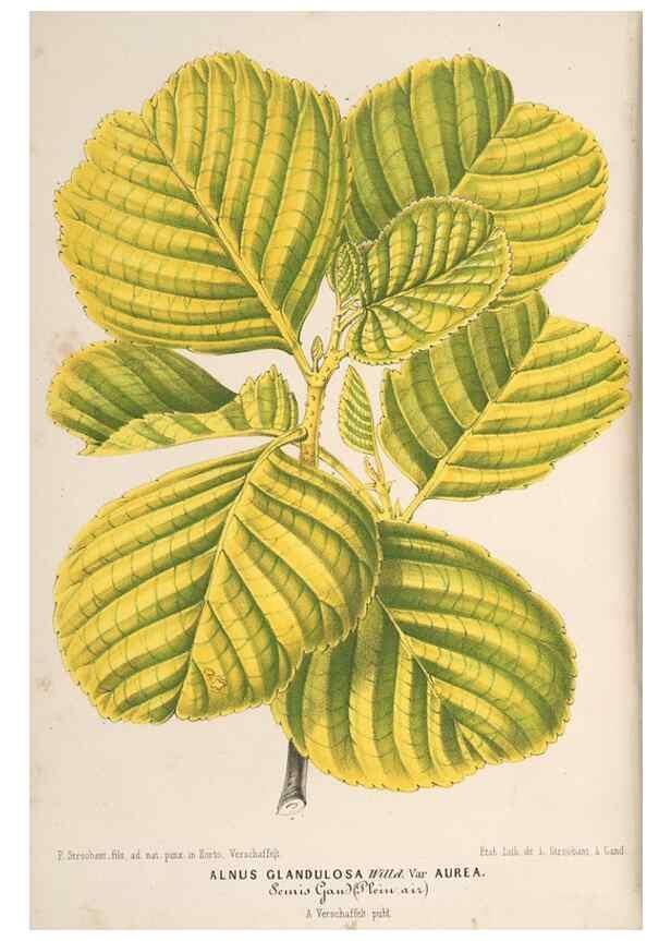 Reproducción/Reproduction 49690158771: L'Illustration horticole :. Gand, Belgium :Imprimerie et lithographie de F. et E. Gyselnyck,1854-1896.. 