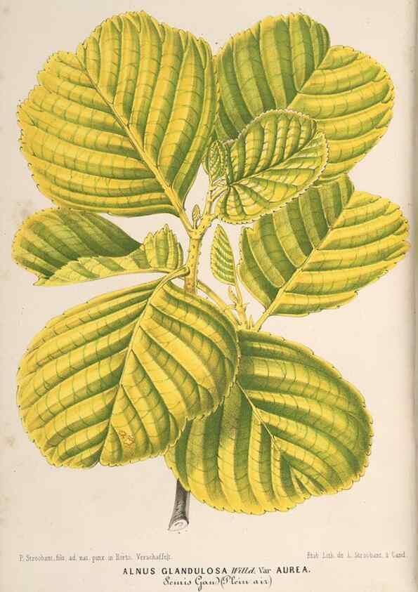Reproducción/Reproduction 49690158771: L'Illustration horticole :. Gand, Belgium :Imprimerie et lithographie de F. et E. Gyselnyck,1854-1896.. 