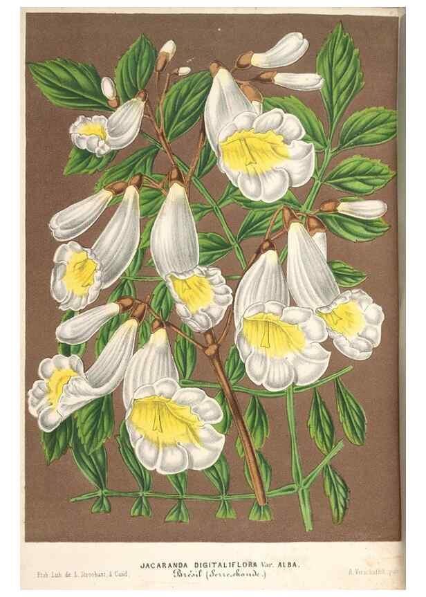 Reproducción/Reproduction 49690158566: L'Illustration horticole :. Gand, Belgium :Imprimerie et lithographie de F. et E. Gyselnyck,1854-1896.. 