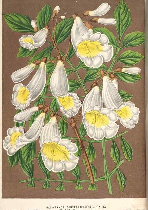 Reproducción/Reproduction 49690158566: L'Illustration horticole :. Gand, Belgium :Imprimerie et lithographie de F. et E. Gyselnyck,1854-1896.. 