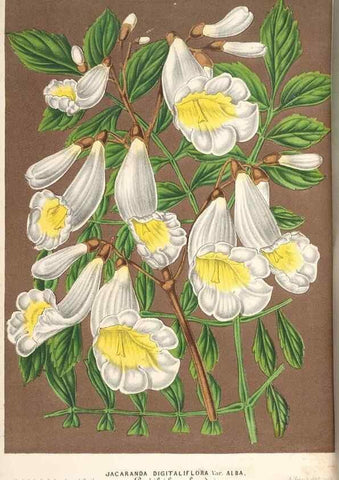 Reproducción/Reproduction 49690158566: L'Illustration horticole :. Gand, Belgium :Imprimerie et lithographie de F. et E. Gyselnyck,1854-1896.. 