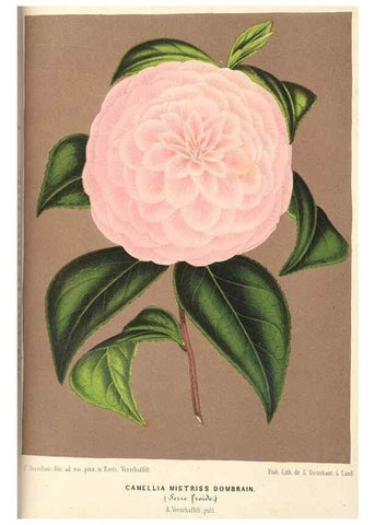 Reproducción/Reproduction 49689625208: L'Illustration horticole :. Gand, Belgium :Imprimerie et lithographie de F. et E. Gyselnyck,1854-1896.. 