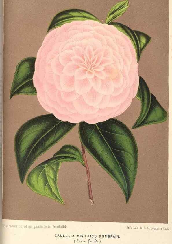 Reproducción/Reproduction 49689625208: L'Illustration horticole :. Gand, Belgium :Imprimerie et lithographie de F. et E. Gyselnyck,1854-1896.. 
