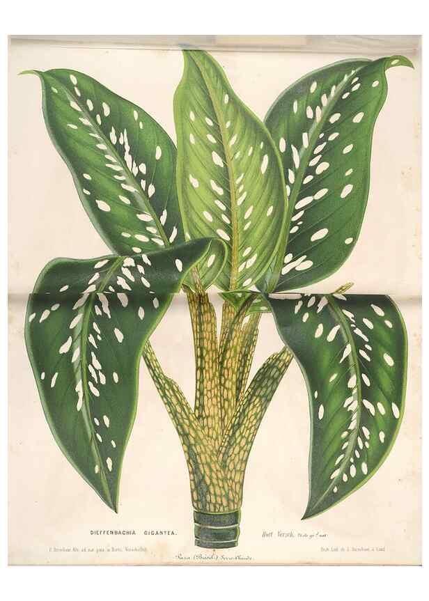 Reproducción/Reproduction 49689621088: L'Illustration horticole :. Gand, Belgium :Imprimerie et lithographie de F. et E. Gyselnyck,1854-1896.. 
