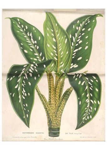 Reproducción/Reproduction 49689621088: L'Illustration horticole :. Gand, Belgium :Imprimerie et lithographie de F. et E. Gyselnyck,1854-1896.. 