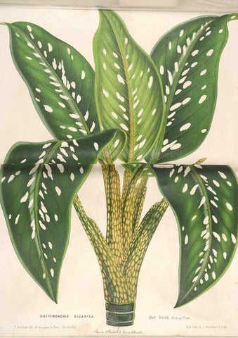 Reproducción/Reproduction 49689621088: L'Illustration horticole :. Gand, Belgium :Imprimerie et lithographie de F. et E. Gyselnyck,1854-1896.. 
