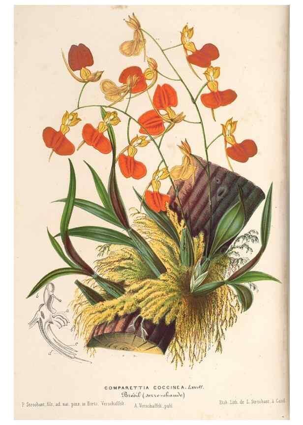 Reproducción/Reproduction 49690154531: L'Illustration horticole :. Gand, Belgium :Imprimerie et lithographie de F. et E. Gyselnyck,1854-1896.. 