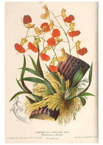 Reproducción/Reproduction 49690154531: L'Illustration horticole :. Gand, Belgium :Imprimerie et lithographie de F. et E. Gyselnyck,1854-1896.. 