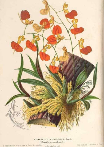 Reproducción/Reproduction 49690154531: L'Illustration horticole :. Gand, Belgium :Imprimerie et lithographie de F. et E. Gyselnyck,1854-1896.. 