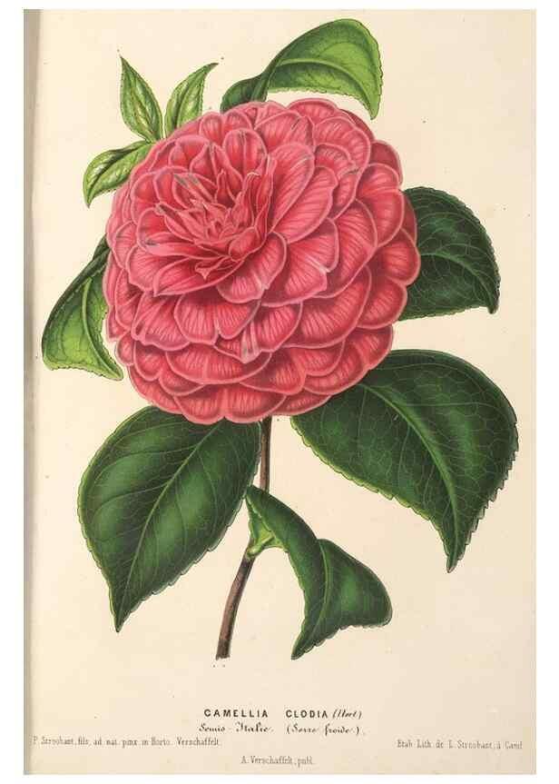 Reproducción/Reproduction 49690154731: L'Illustration horticole :. Gand, Belgium :Imprimerie et lithographie de F. et E. Gyselnyck,1854-1896.. 