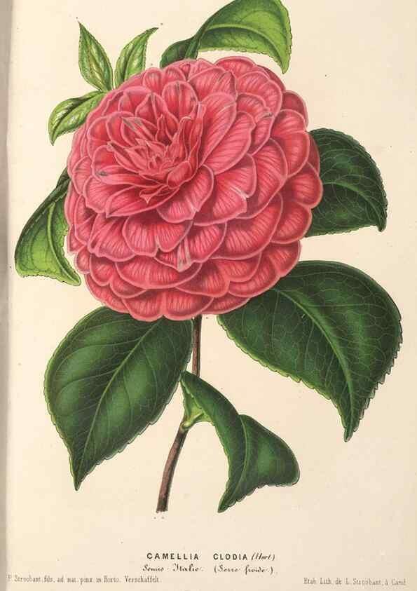 Reproducción/Reproduction 49690154731: L'Illustration horticole :. Gand, Belgium :Imprimerie et lithographie de F. et E. Gyselnyck,1854-1896.. 
