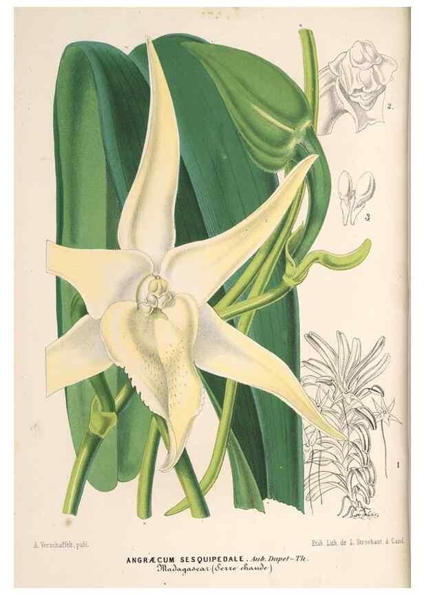 Reproducción/Reproduction 49690154966: L'Illustration horticole :. Gand, Belgium :Imprimerie et lithographie de F. et E. Gyselnyck,1854-1896.. 