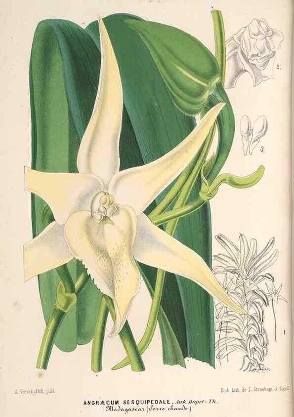 Reproducción/Reproduction 49690154966: L'Illustration horticole :. Gand, Belgium :Imprimerie et lithographie de F. et E. Gyselnyck,1854-1896.. 