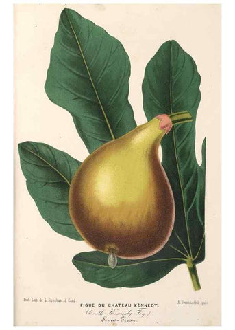 Reproducción/Reproduction 49690465112: L'Illustration horticole :. Gand, Belgium :Imprimerie et lithographie de F. et E. Gyselnyck,1854-1896.. 