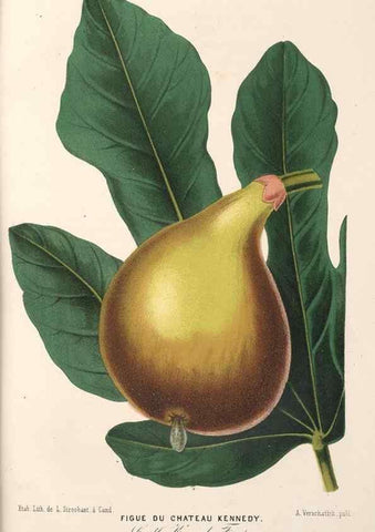 Reproducción/Reproduction 49690465112: L'Illustration horticole :. Gand, Belgium :Imprimerie et lithographie de F. et E. Gyselnyck,1854-1896.. 