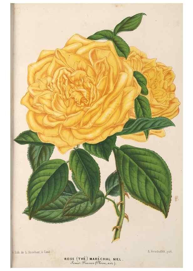 Reproducción/Reproduction 49690465352: L'Illustration horticole :. Gand, Belgium :Imprimerie et lithographie de F. et E. Gyselnyck,1854-1896.. 
