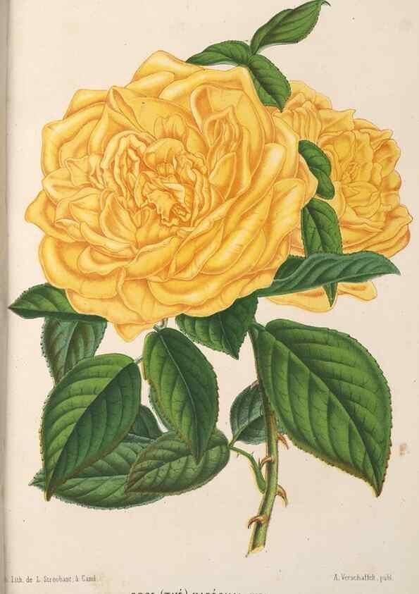 Reproducción/Reproduction 49690465352: L'Illustration horticole :. Gand, Belgium :Imprimerie et lithographie de F. et E. Gyselnyck,1854-1896.. 