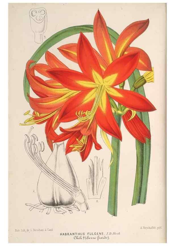 Reproducción/Reproduction 49690465562: L'Illustration horticole :. Gand, Belgium :Imprimerie et lithographie de F. et E. Gyselnyck,1854-1896.. 