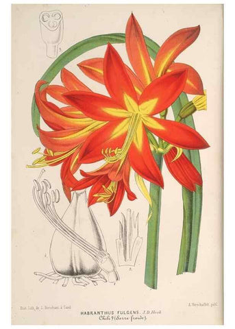 Reproducción/Reproduction 49690465562: L'Illustration horticole :. Gand, Belgium :Imprimerie et lithographie de F. et E. Gyselnyck,1854-1896.. 