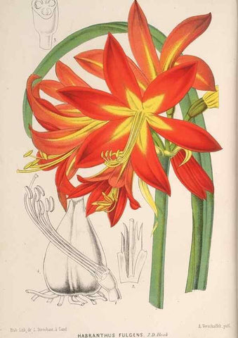 Reproducción/Reproduction 49690465562: L'Illustration horticole :. Gand, Belgium :Imprimerie et lithographie de F. et E. Gyselnyck,1854-1896.. 