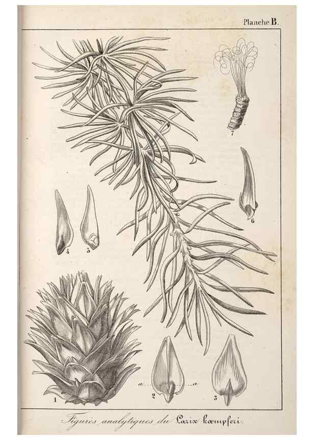 Reproducción/Reproduction 49689766373: L'Illustration horticole :. Gand, Belgium :Imprimerie et lithographie de F. et E. Gyselnyck,1854-1896.. 