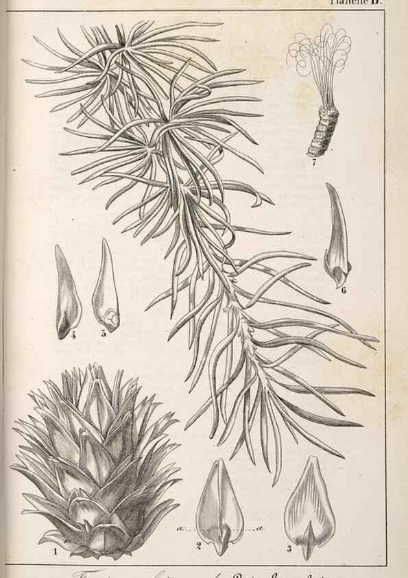 Reproducción/Reproduction 49689766373: L'Illustration horticole :. Gand, Belgium :Imprimerie et lithographie de F. et E. Gyselnyck,1854-1896.. 