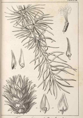 Reproducción/Reproduction 49689766373: L'Illustration horticole :. Gand, Belgium :Imprimerie et lithographie de F. et E. Gyselnyck,1854-1896.. 