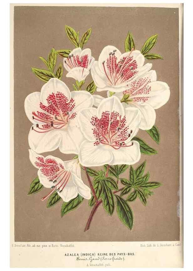 Reproducción/Reproduction 49690465797: L'Illustration horticole :. Gand, Belgium :Imprimerie et lithographie de F. et E. Gyselnyck,1854-1896.. 