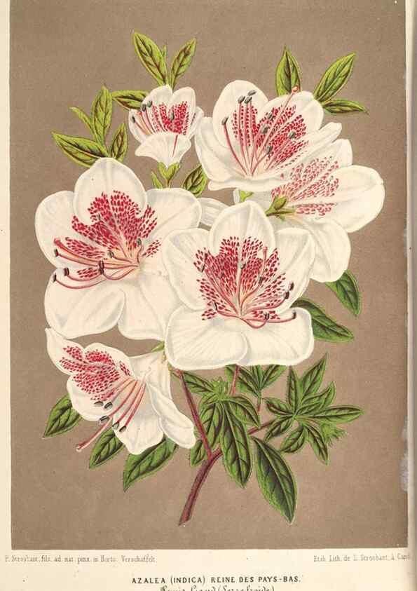 Reproducción/Reproduction 49690465797: L'Illustration horticole :. Gand, Belgium :Imprimerie et lithographie de F. et E. Gyselnyck,1854-1896.. 