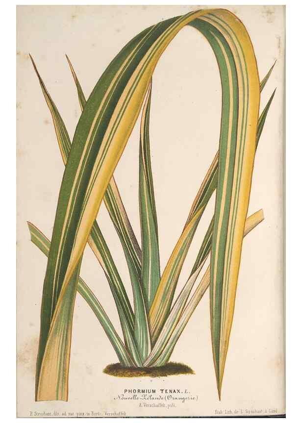 Reproducción/Reproduction 49690156396: L'Illustration horticole :. Gand, Belgium :Imprimerie et lithographie de F. et E. Gyselnyck,1854-1896.. 