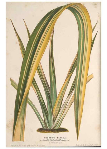Reproducción/Reproduction 49690156396: L'Illustration horticole :. Gand, Belgium :Imprimerie et lithographie de F. et E. Gyselnyck,1854-1896.. 