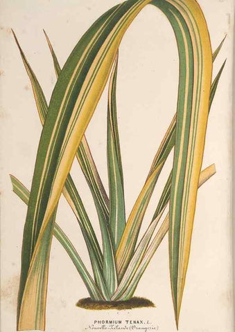 Reproducción/Reproduction 49690156396: L'Illustration horticole :. Gand, Belgium :Imprimerie et lithographie de F. et E. Gyselnyck,1854-1896.. 