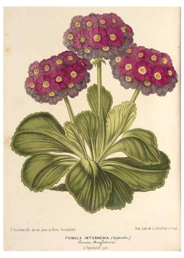 Reproducción/Reproduction 49690466562: L'Illustration horticole :. Gand, Belgium :Imprimerie et lithographie de F. et E. Gyselnyck,1854-1896.. 