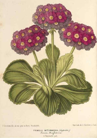 Reproducción/Reproduction 49690466562: L'Illustration horticole :. Gand, Belgium :Imprimerie et lithographie de F. et E. Gyselnyck,1854-1896.. 