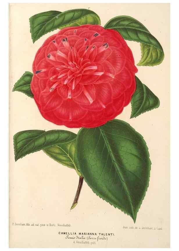 Reproducción/Reproduction 49689623758: L'Illustration horticole :. Gand, Belgium :Imprimerie et lithographie de F. et E. Gyselnyck,1854-1896.. 